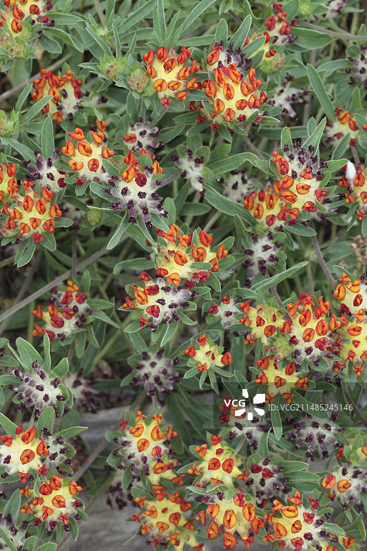 红色野豌豆图片素材