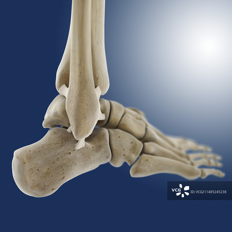 踝关节外侧韧带图片素材
