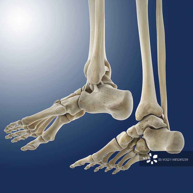 踝关节外侧韧带图片素材