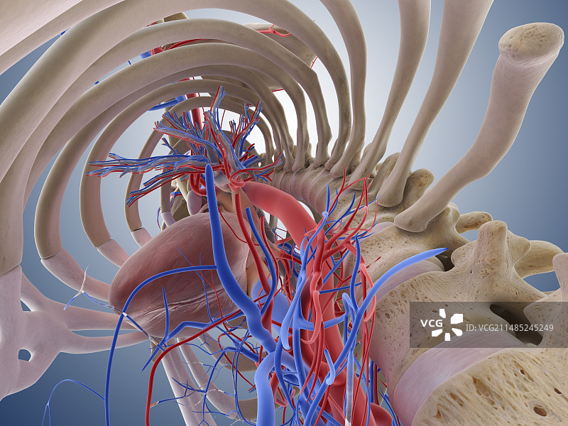 心肺系统，艺术作品图片素材