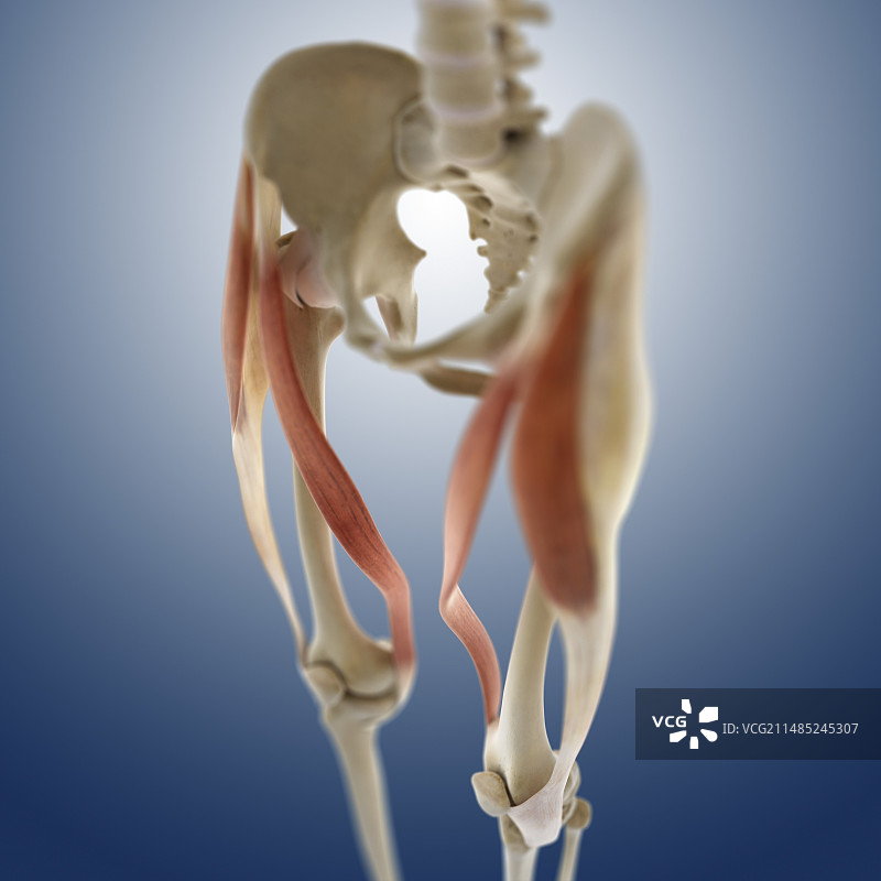 大腿前部肌肉结构图片素材