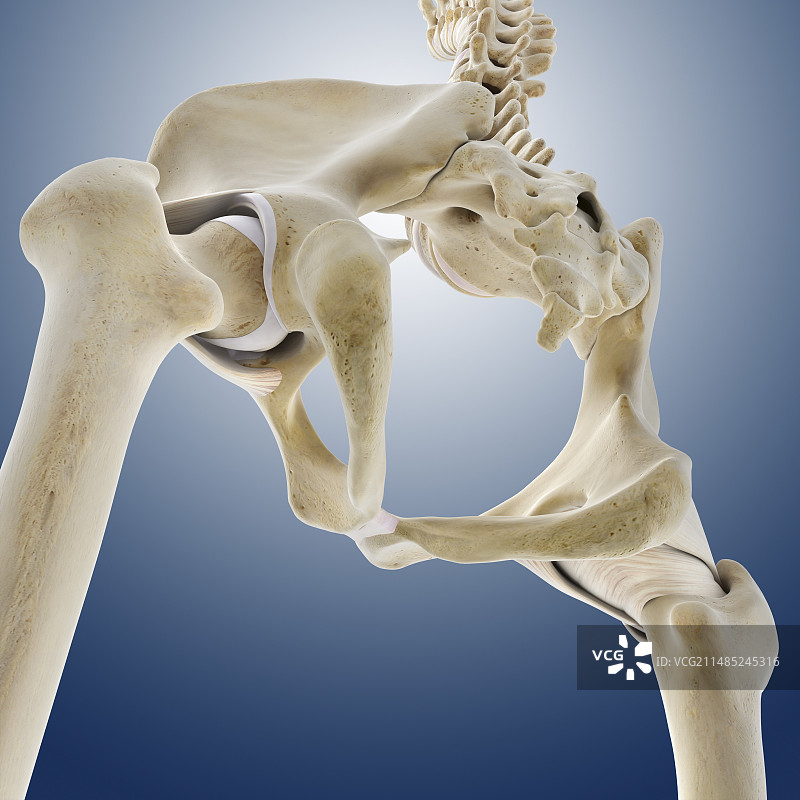 髋部韧带艺术图图片素材