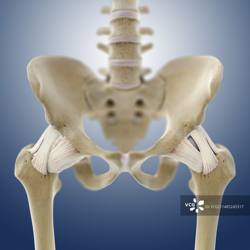 髋部韧带艺术图图片素材