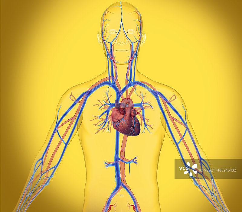 心血管系统、艺术品图片素材