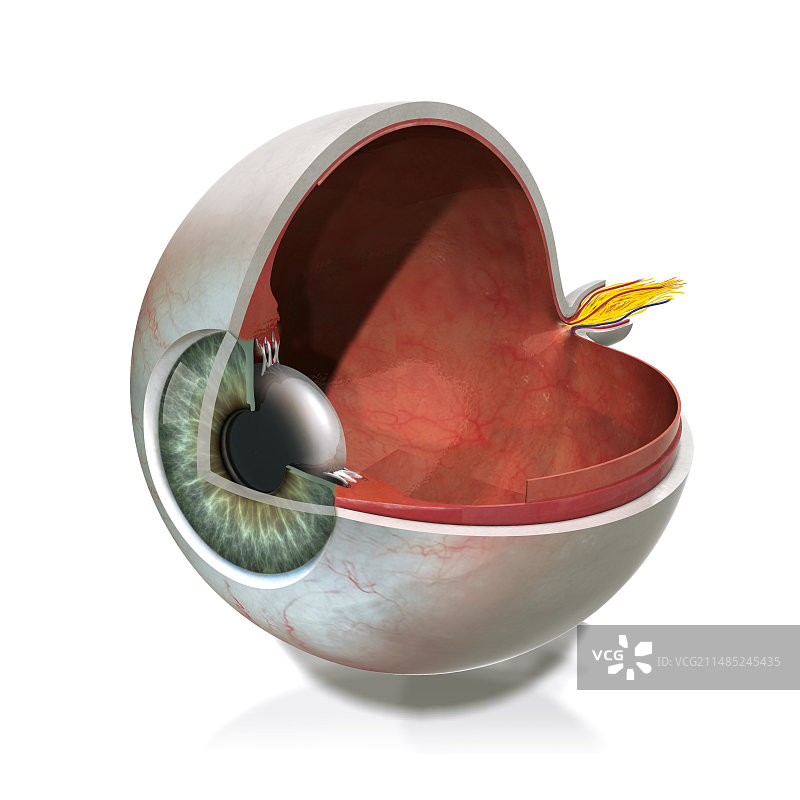 眼部解剖、艺术品图片素材