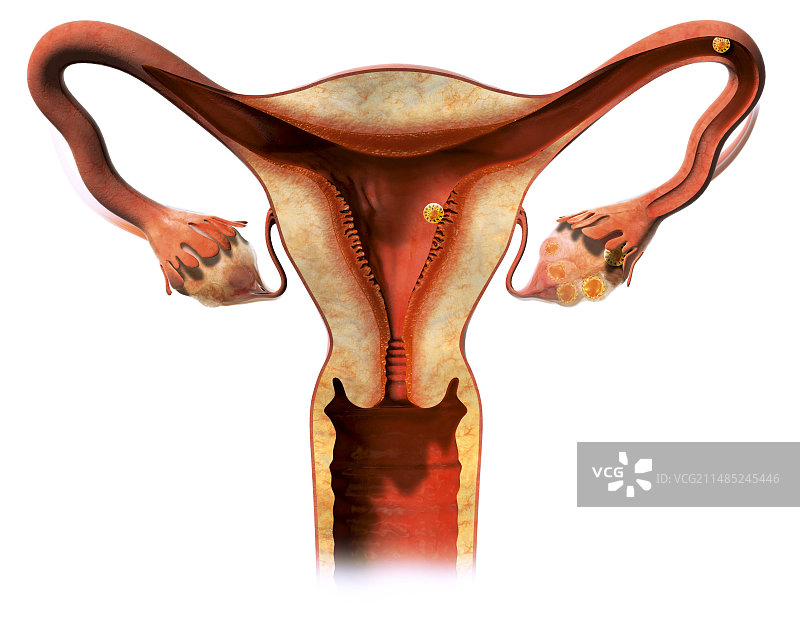 人类受精过程医学插图图片素材
