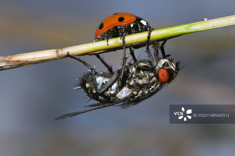 瓢虫和麻蝇图片素材