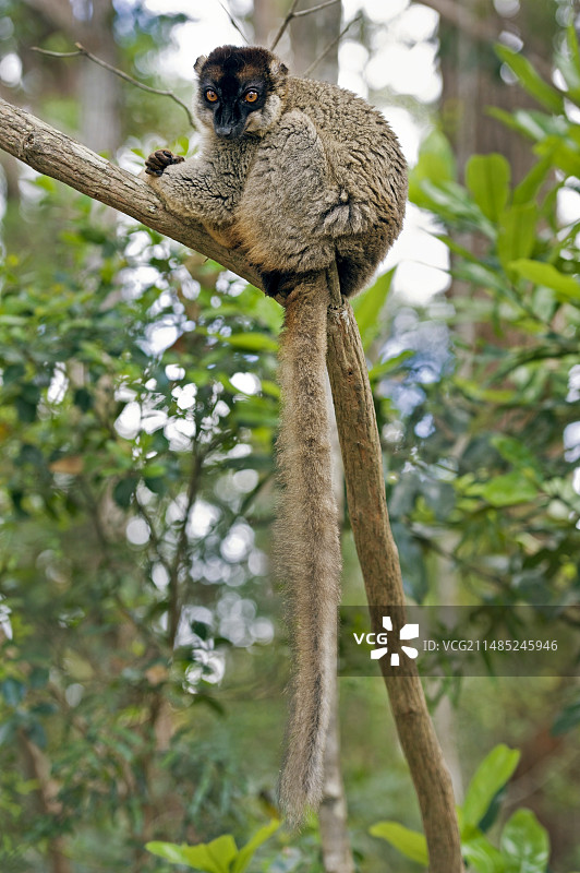棕色狐猴图片素材