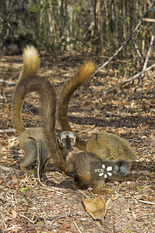 红额狐猴觅食图片素材