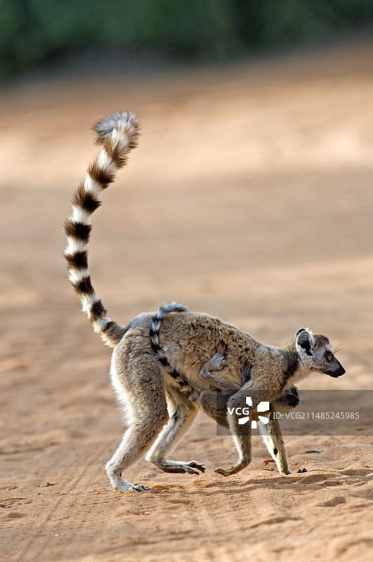 环尾狐猴母子图片素材