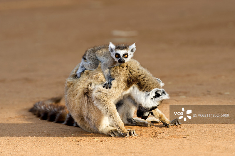 环尾狐猴母子图片素材