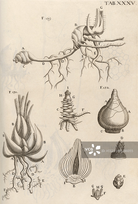 植物的各个部分，17世纪的显微图像图片素材