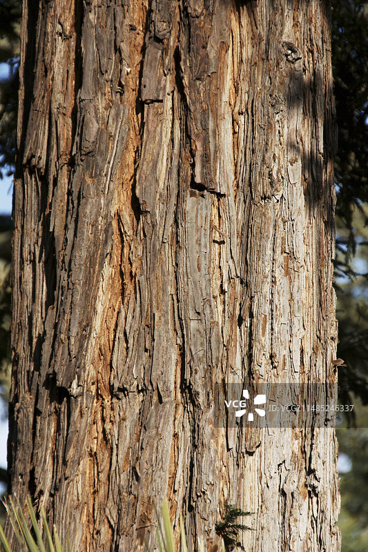 海岸红杉（Sequoia sempervirens）图片素材