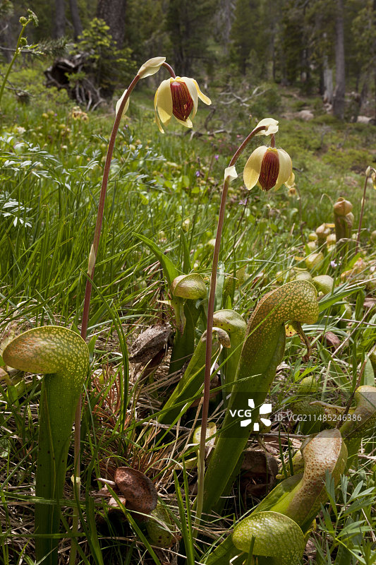 加州瓶子草图片素材