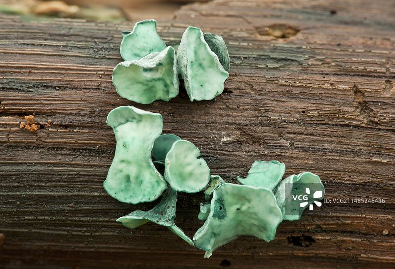 绿孢菌图片素材