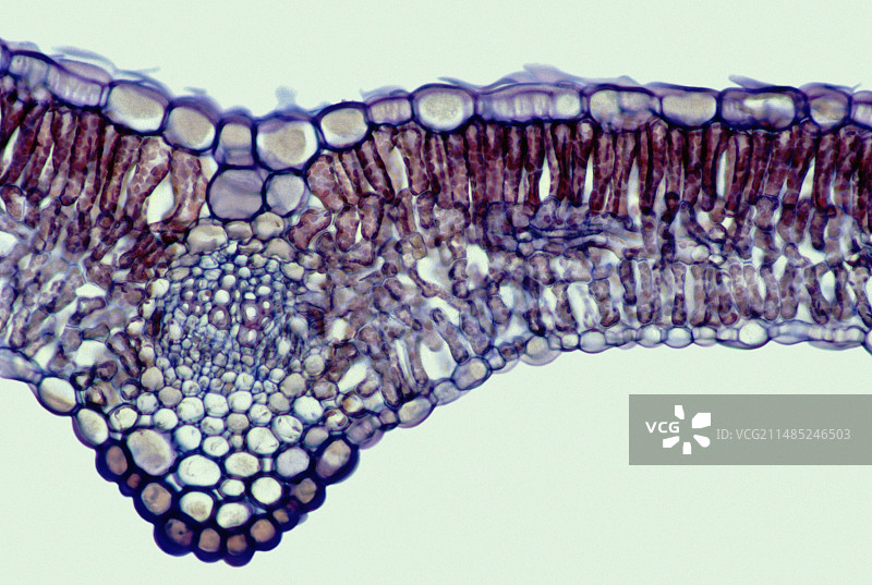 贯叶连翘叶子显微照片图片素材