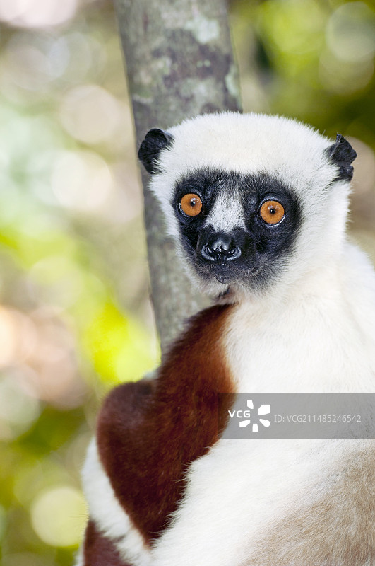 柯克雷尔冕狐猴图片素材