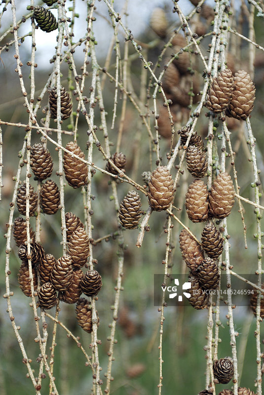 落叶松属植物图片素材