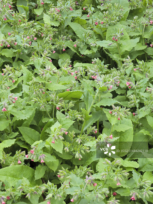 红花肺草图片素材