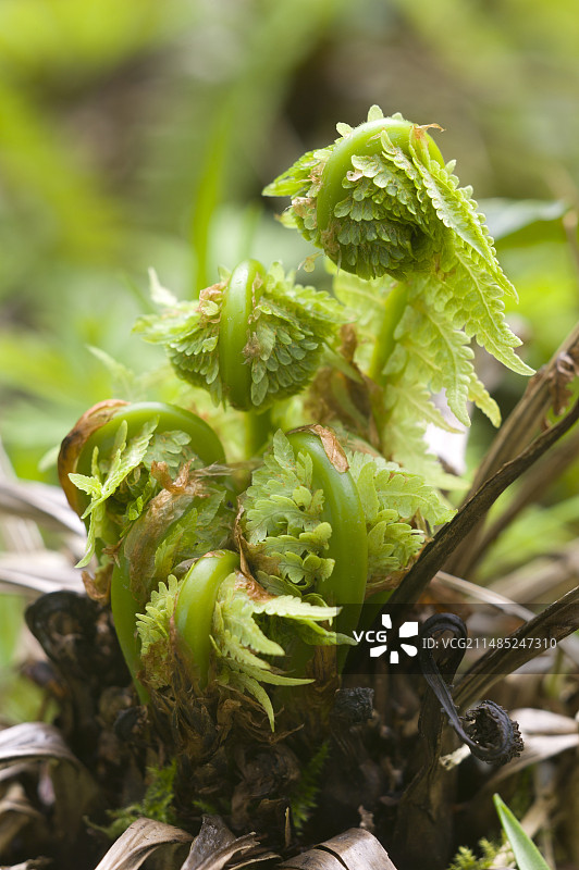 荚果蕨幼叶图片素材