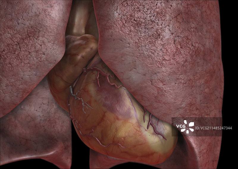 心脏和肺部3D艺术作品图片素材