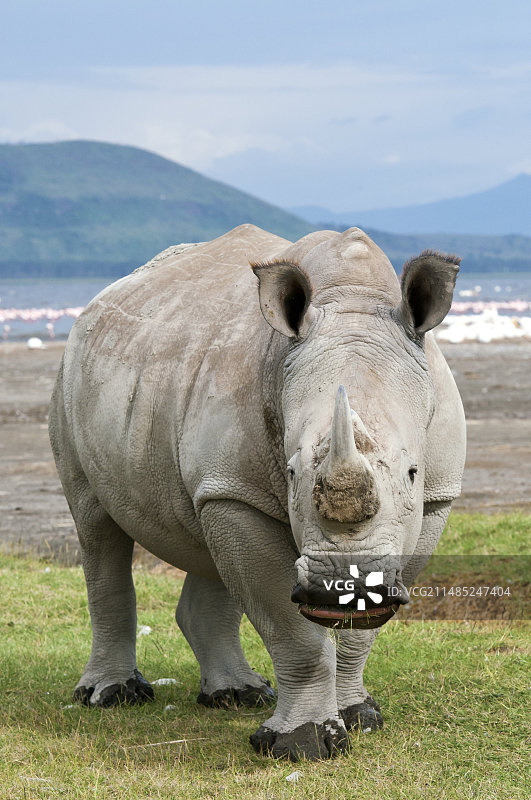 正在吃草的白犀牛图片素材