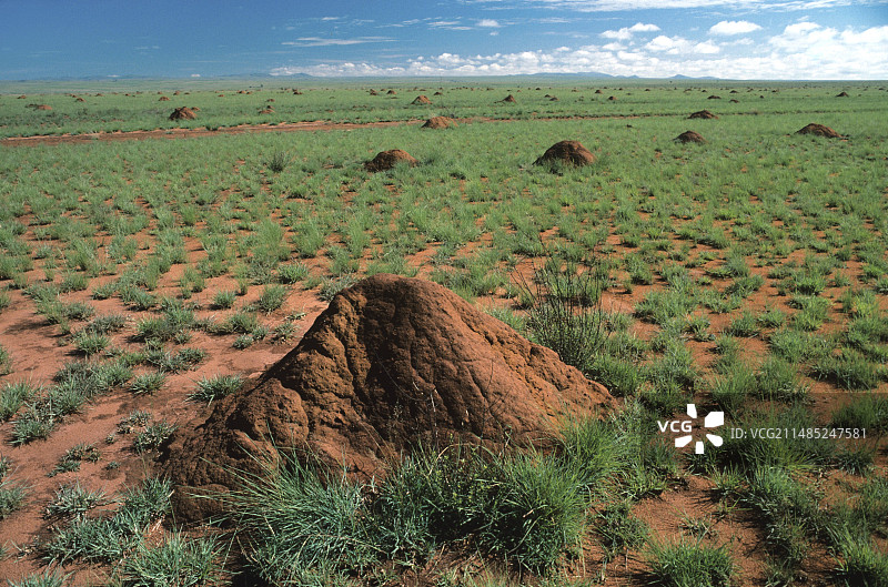 白蚁丘图片素材