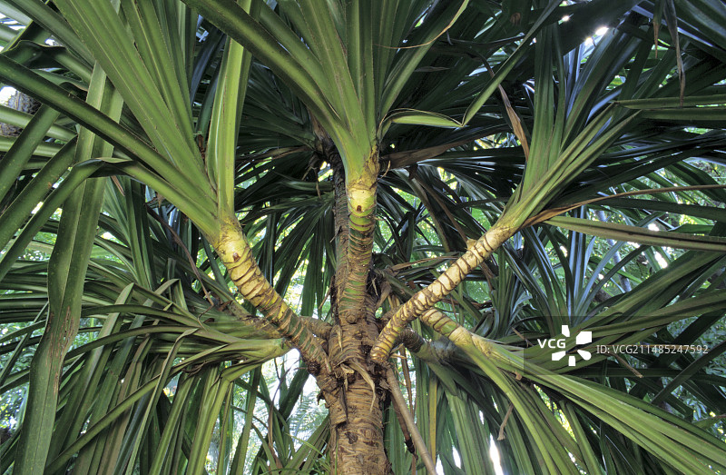 常见的露兜树图片素材