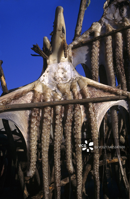 晾晒的章鱼图片素材