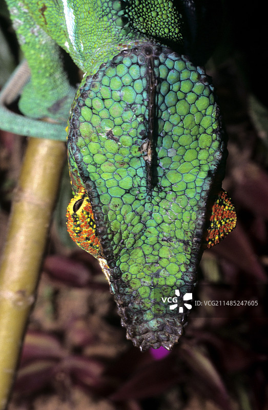 变色龙图片素材