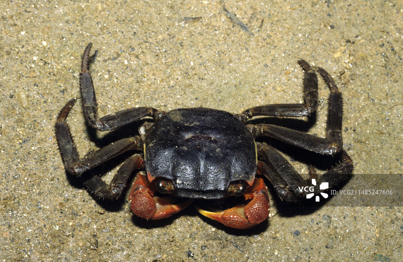 萨利轻脚蟹图片素材