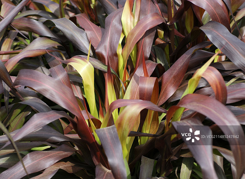 珍珠粟‘Jester’图片素材