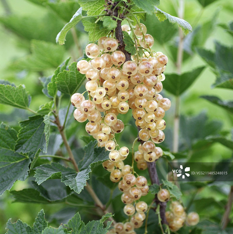 红醋栗图片素材