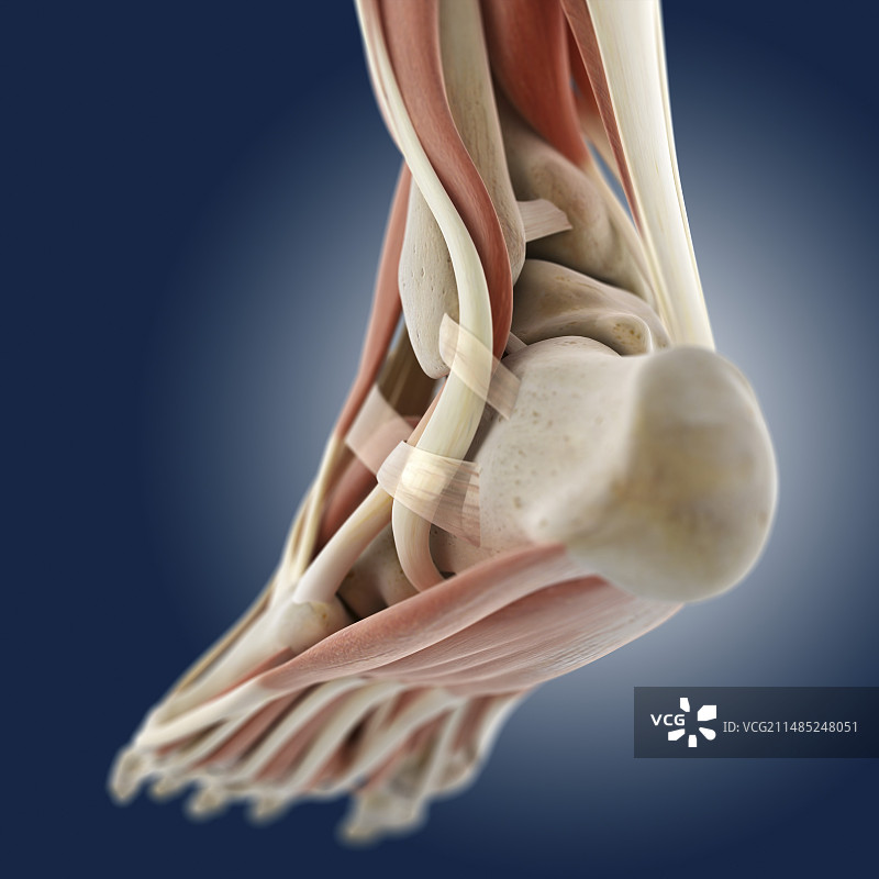 足部解剖艺术作品图片素材