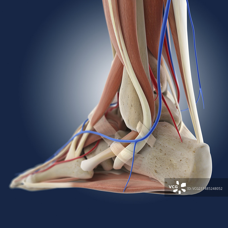 足部解剖艺术作品图片素材