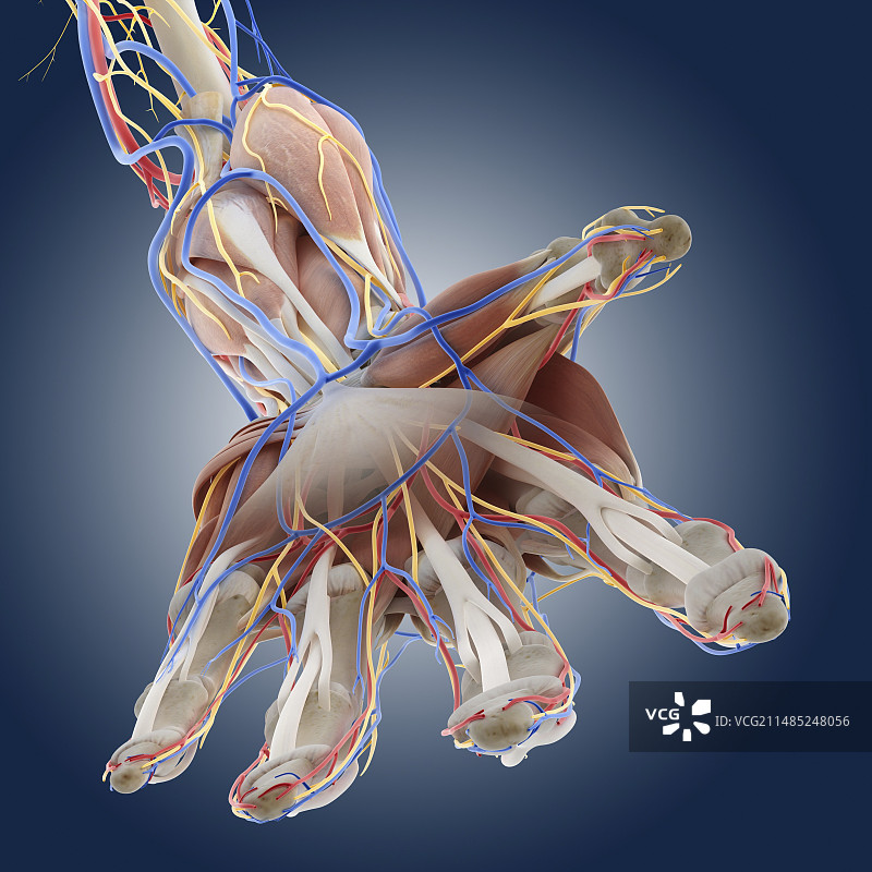 手部解剖结构艺术作品图片素材