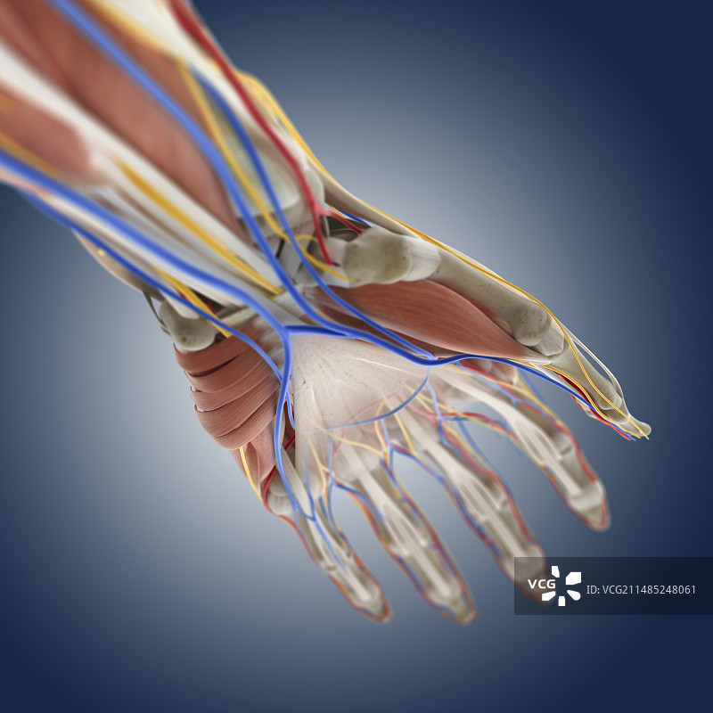 手部解剖结构艺术作品图片素材