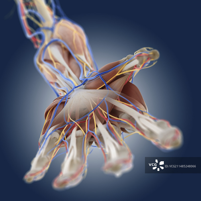 手部解剖结构艺术作品图片素材