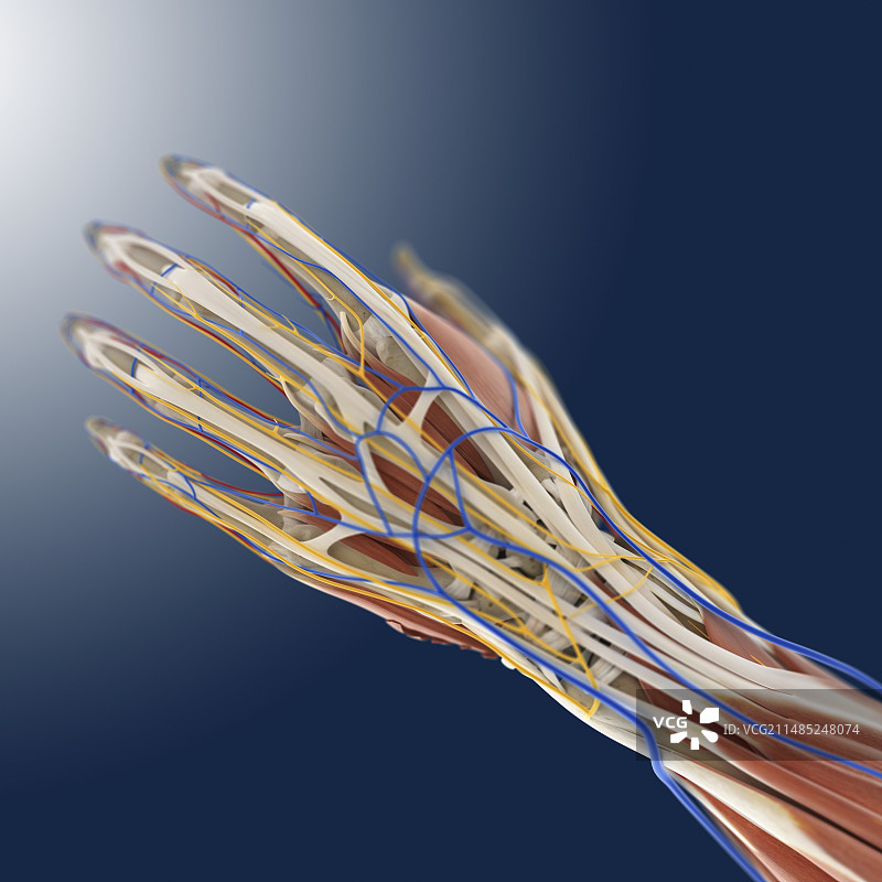 手部解剖结构艺术作品图片素材