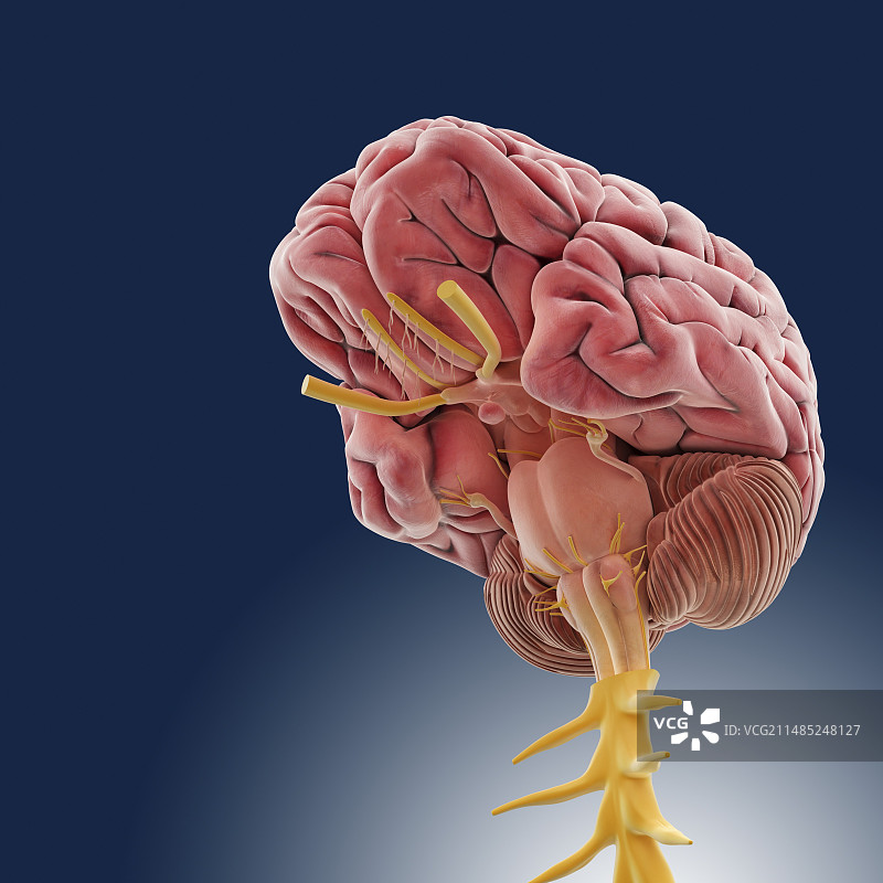 中枢神经系统插画图片素材