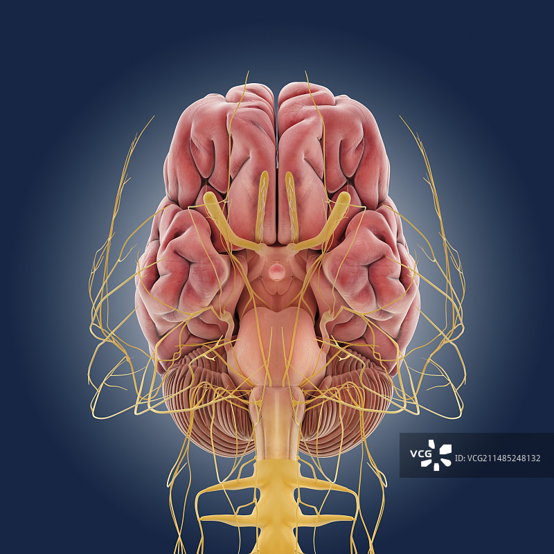 中枢神经系统插画图片素材