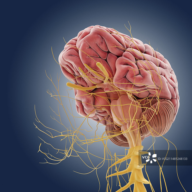 中枢神经系统插画图片素材