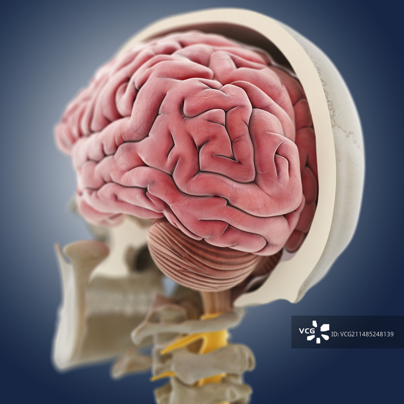 头部解剖，艺术品图片素材