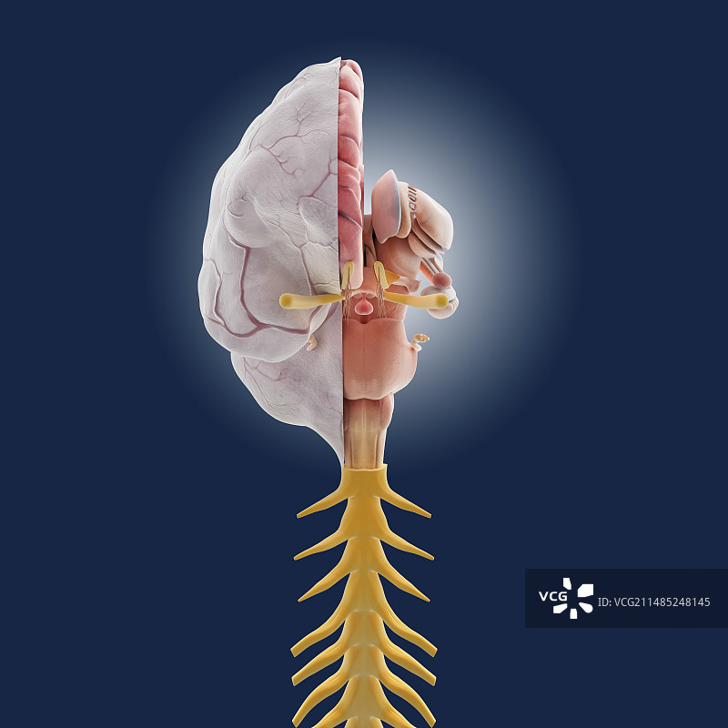 大脑解剖结构艺术作品图片素材