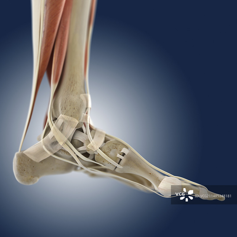 足部解剖艺术作品图片素材