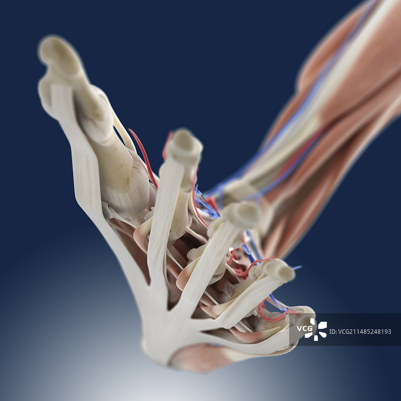 足底筋膜图图片素材