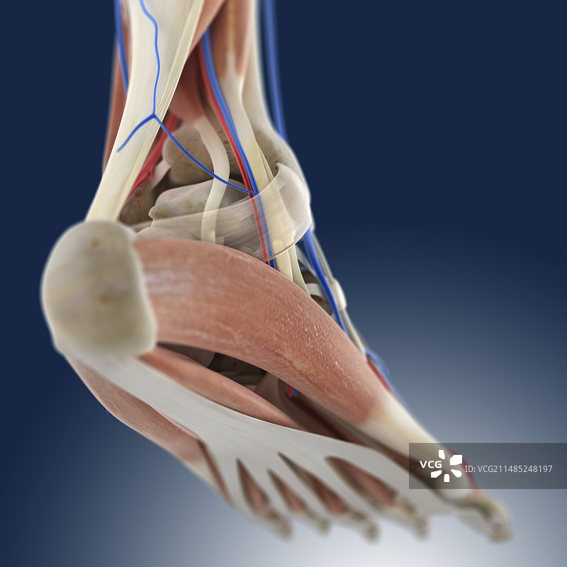 足部解剖艺术作品图片素材