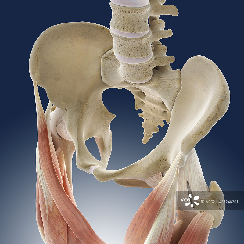 大腿肌肉艺术作品图片素材