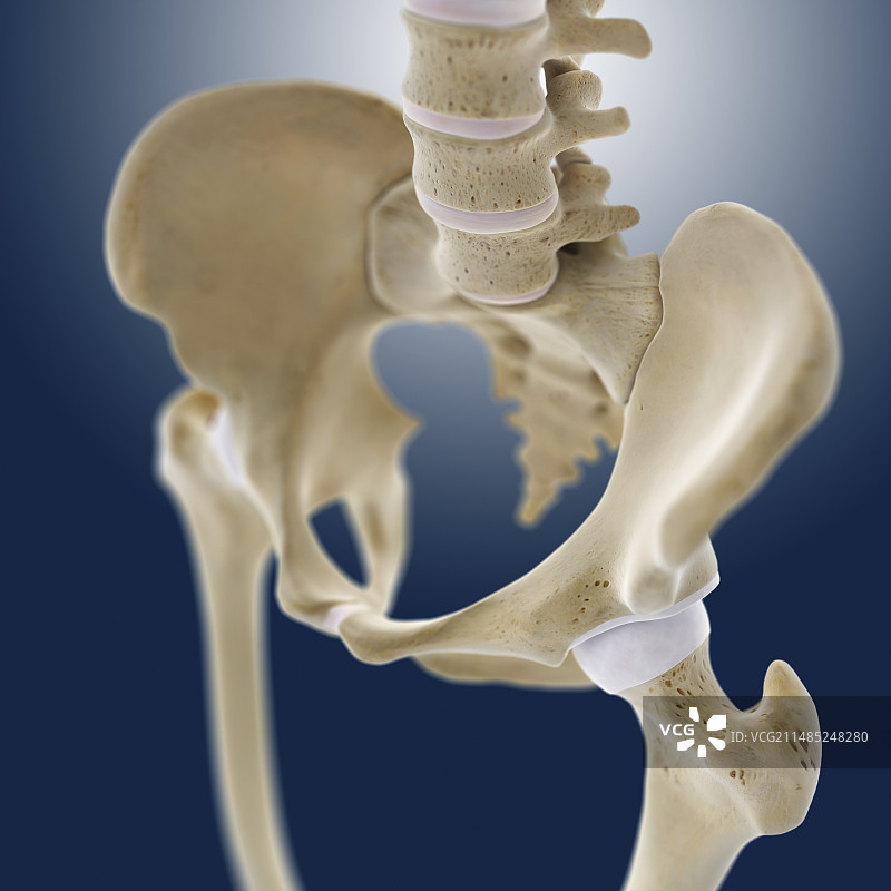 髋部解剖结构图图片素材