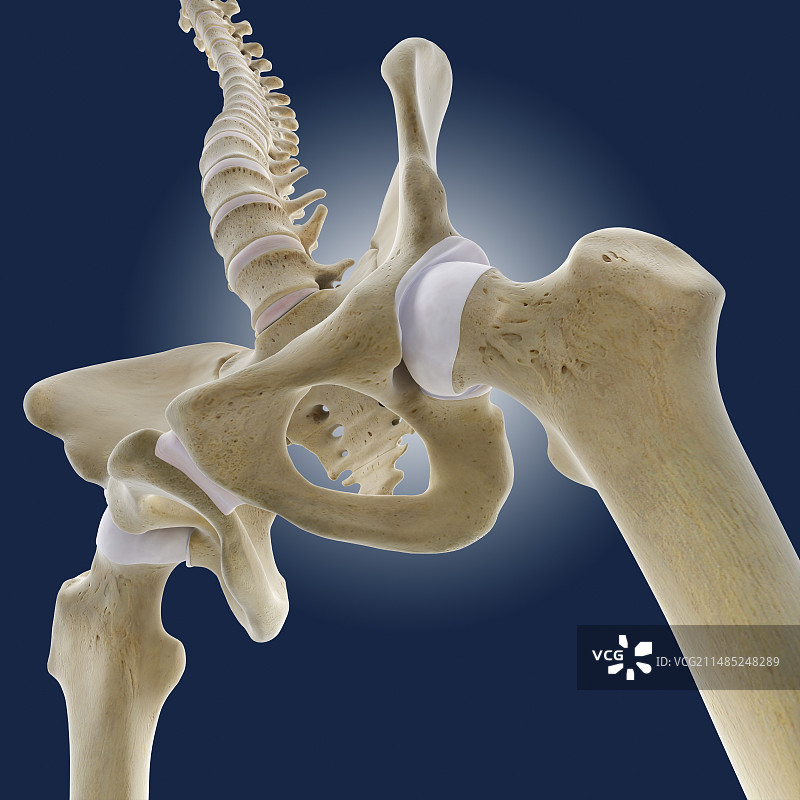 髋部解剖结构图图片素材